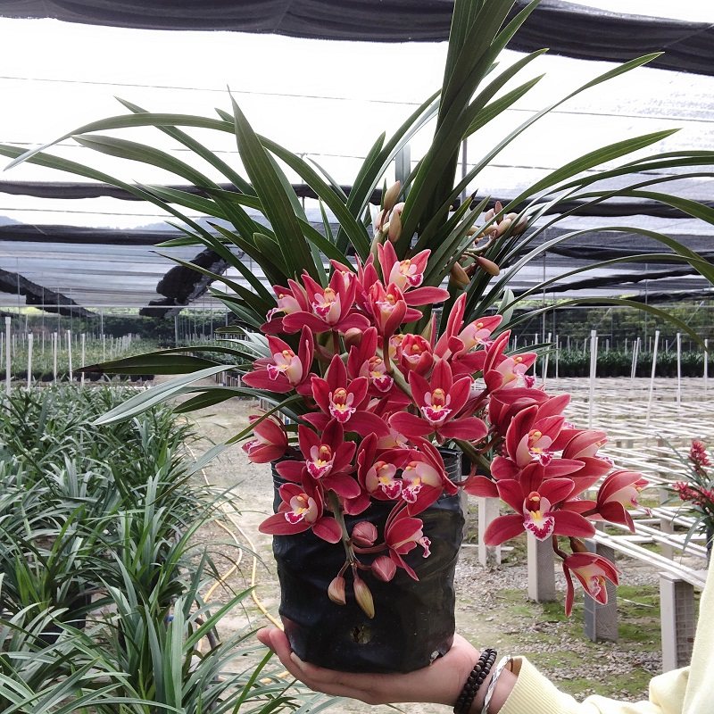 兰花大王红双喜兰花苗建兰绿植花卉带浓香味花苞多好养春兰墨兰苗