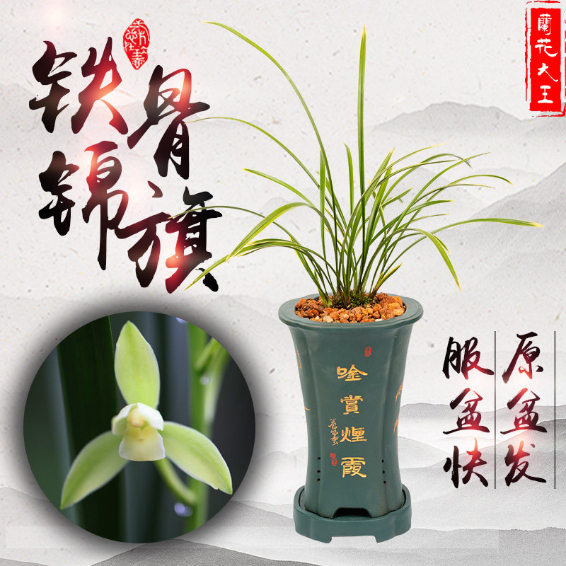兰花大王 铁骨锦旗 建兰带浓香金边花苞细叶兰绿色植物四季兰花苗