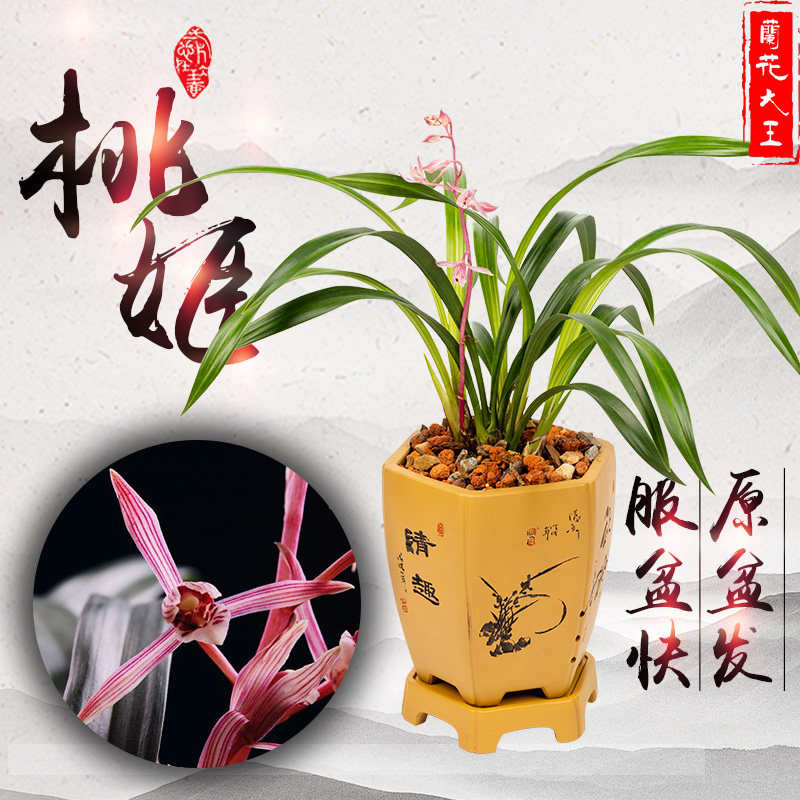 兰花大王 墨兰 桃姬红花宽叶矮种老种带名贵绿植四季兰花苗建兰苗