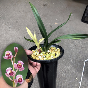 红月兰花苗盆栽浓香型带花苞绿植
