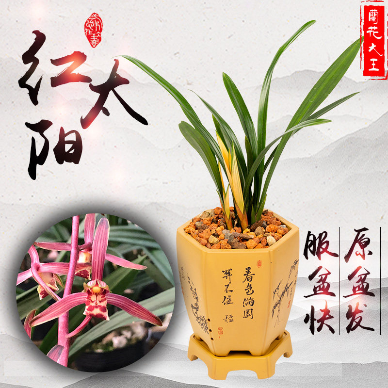 兰花大王 红太阳 墨兰名贵红芽企黑带宽叶浓香红花苞正四季兰花苗