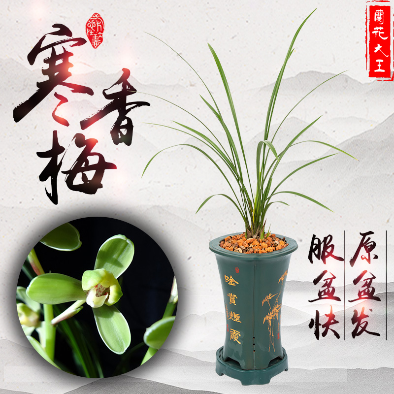 大王香梅寒兰带细叶素杂交兰花