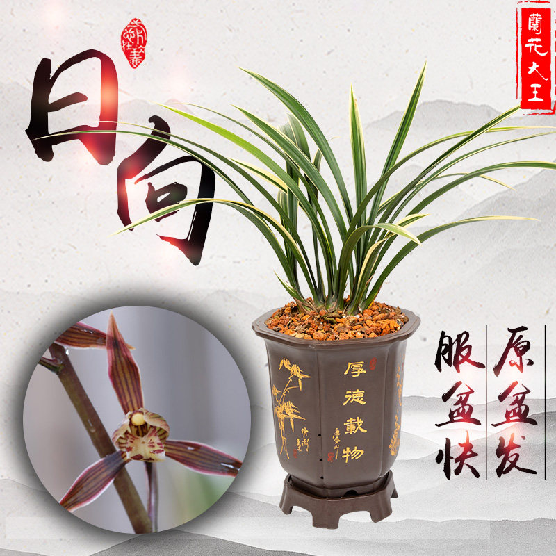 兰花大王 日向 墨兰宽叶名贵带浓香金边线艺兰传统老种四季兰花苗