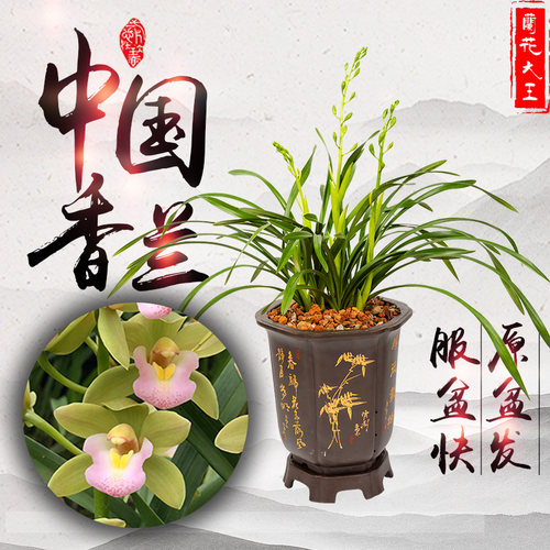 绿植杂交盆栽兰花