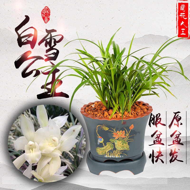 白雪公主浓香杂交兰四季兰花苗墨兰建兰名贵易花易养绿植盆栽老种