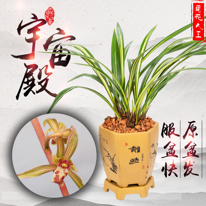 花苗名贵中透艺墨兰