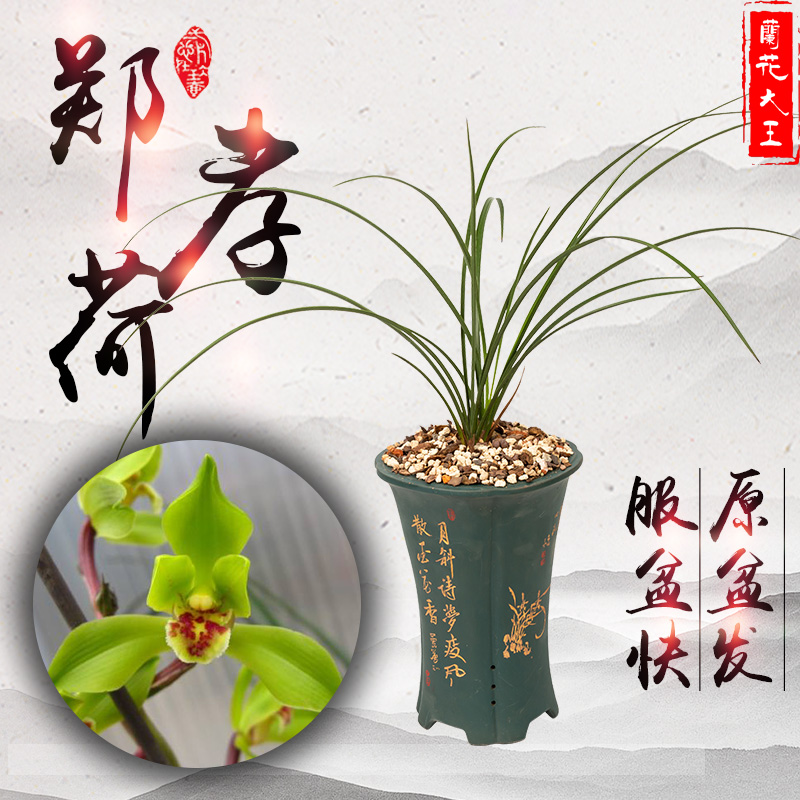 绿植花苗阳台盆栽兰草