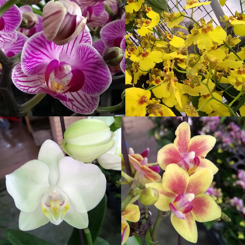 Orchid King Moth orchid Oncidium Oncidium gules Pink yellow Bud Deliver goodsin the Flower delivery/Flowers simulation/Plants gardening , Flowers/Potted plants (New) , Flowers  category - from Buy2taobao.com to provide professional Taobao agent buy service