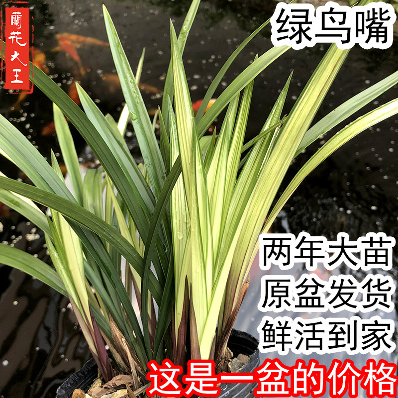四季兰花苗建兰绿鸟嘴浓香细叶兰带清香宽叶墨兰花苞原盆好养国兰