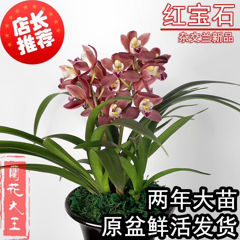 兰花苗红宝石带浓香清香四季兰花花苞建兰春兰墨兰原盆宽叶兰花好