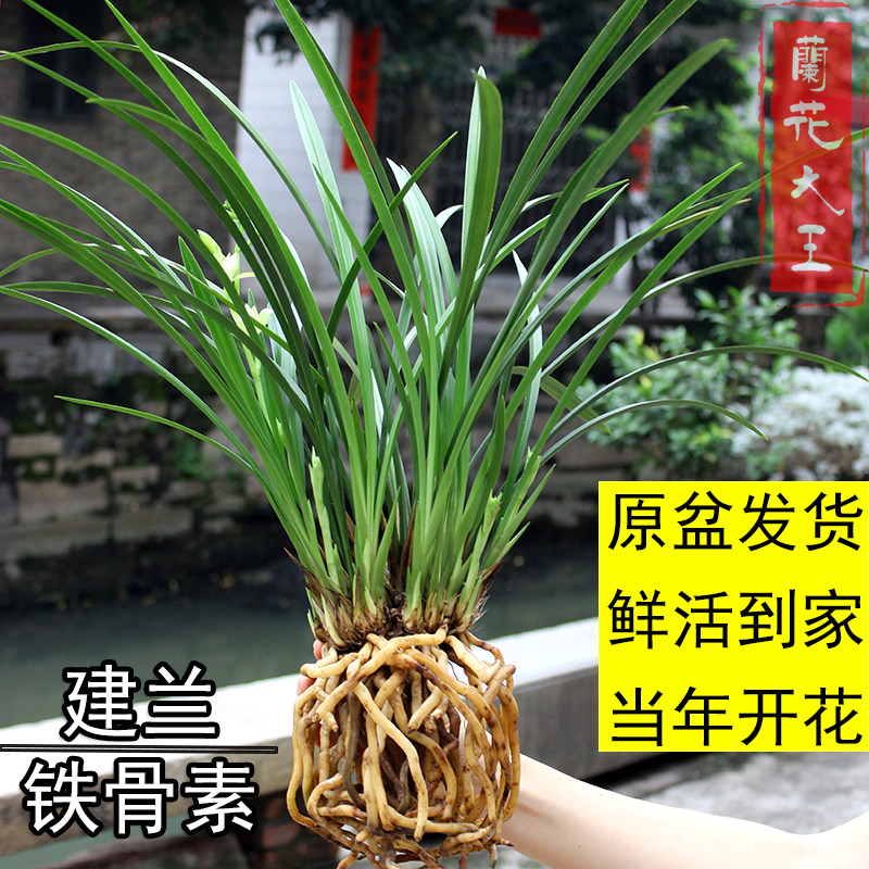 四季兰花苗天香铁骨素建兰细叶线叶艺兰宽叶墨兰春兰原盆花苞好养