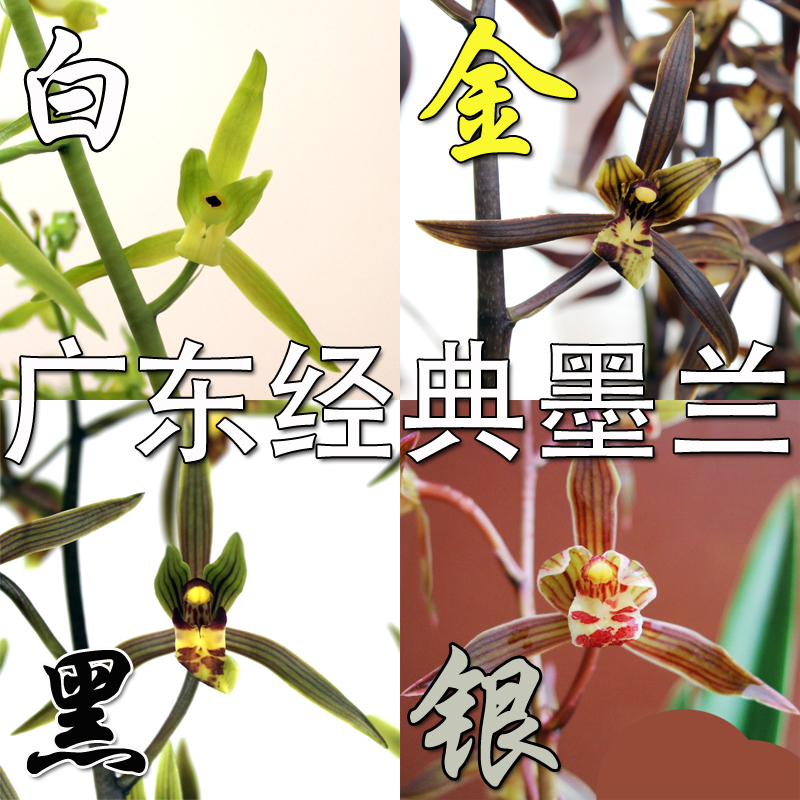 兰花金华山盆栽绿色植物