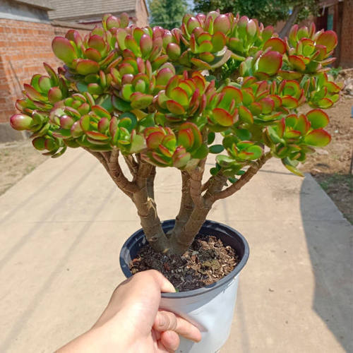 浓香型开花摇钱树吸财发财老桩盆栽多肉植物花卉招财防辐射