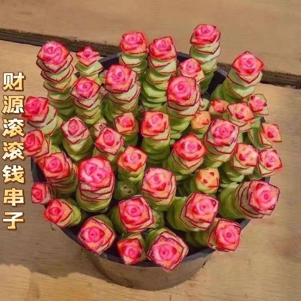钱串子钱多多多肉植物绿植钱串子多肉植物