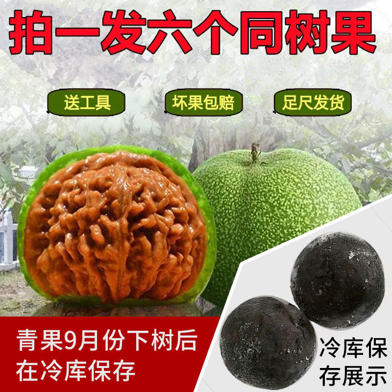 野生文玩核桃青皮特大手玩四座楼闷尖白狮子虎头麒麟纹官帽苹果园