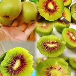 广西乐业红心猕猴桃当季新鲜采摘老人小孩都喜欢吃