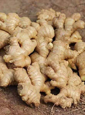 广西小黄姜生姜老姜新鲜黄姜土姜老姜头现挖月子嫩姜