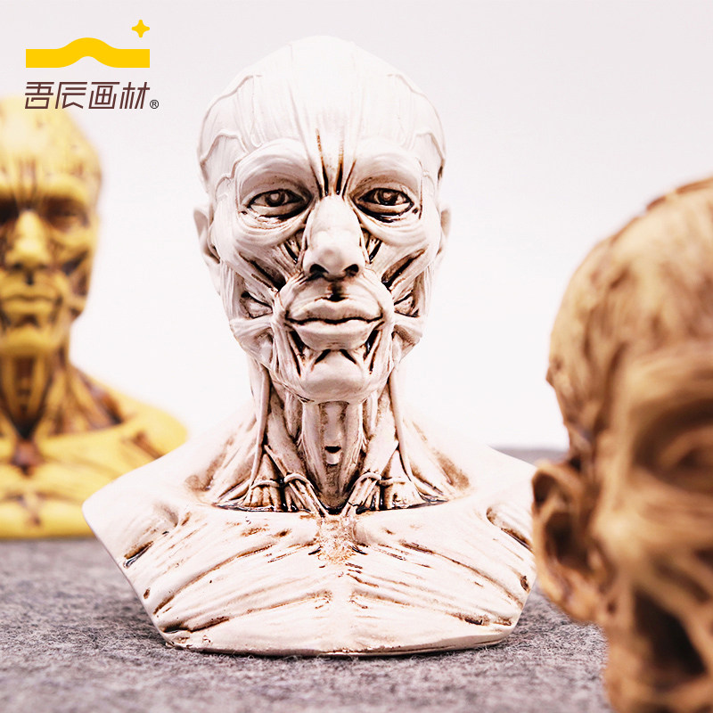 吾辰画材树脂医用人体骷髅头部肌肉结构美术素描速写绘画参考模型