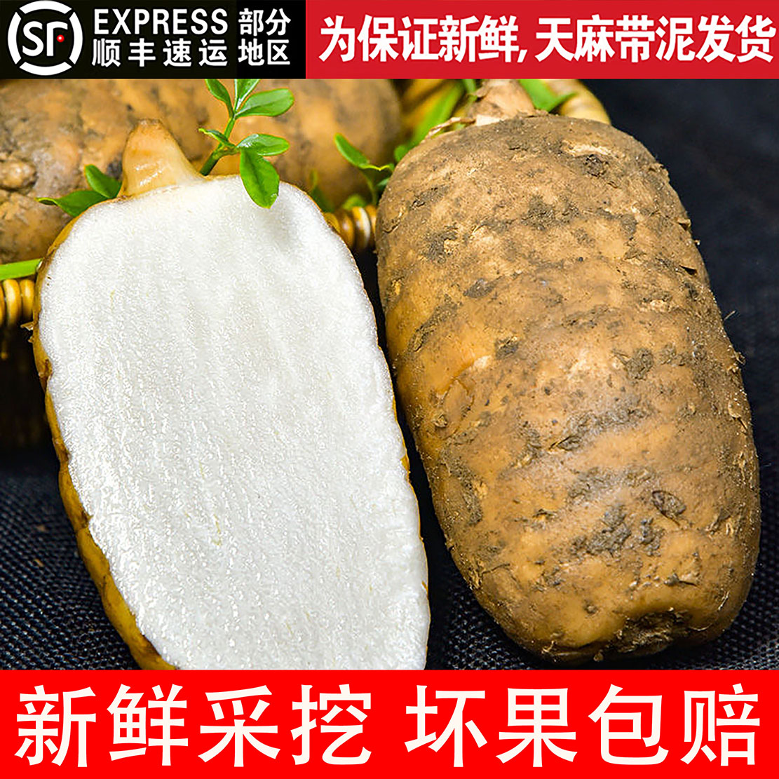 贵州新鲜天麻高山大方德江仿野生新鲜天麻基地现挖现发带泥炖汤