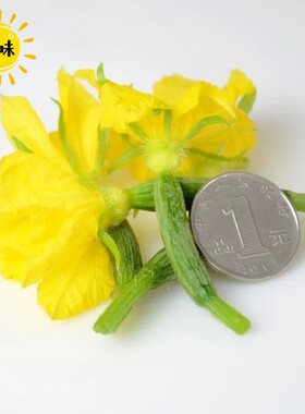 顺丰小嫩黄瓜花农家青菜蔬菜现摘