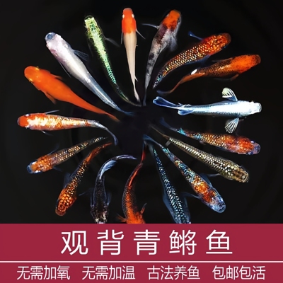 观背青鳉冷水鱼小型观赏鱼不打氧好养活不加温青鳉鱼耐活鱼卵鱼苗