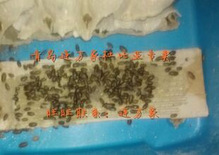 杜比亚幼体亚成成体樱桃蟑螂黄粉蛐蛐油葫芦蟋蟀活饵饲料