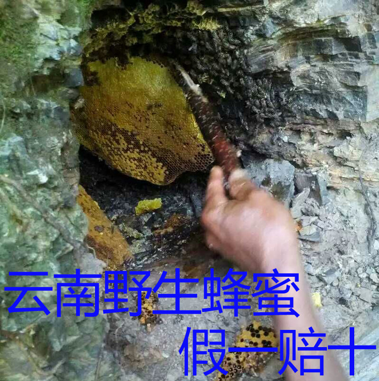 纯野生蜂蜜嚼着吃的蜂蜜新蜂巢蜂蜜天然纯野生蜂窝峰密500克特价