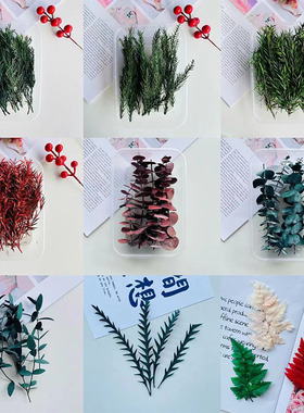 永生花叶子尤加利叶羊齿叶蕨叶草松柏黄杨叶圣诞材料diy手工树叶