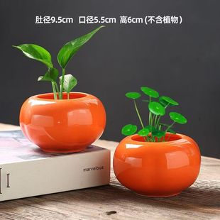 柿柿如意陶瓷小柿子水培盆室内绿植容器桌面装饰多肉水养花盆