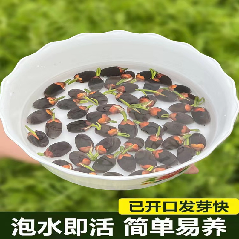 碗莲种子水培碗莲室内好养四季碗莲开花种子迷你碗莲