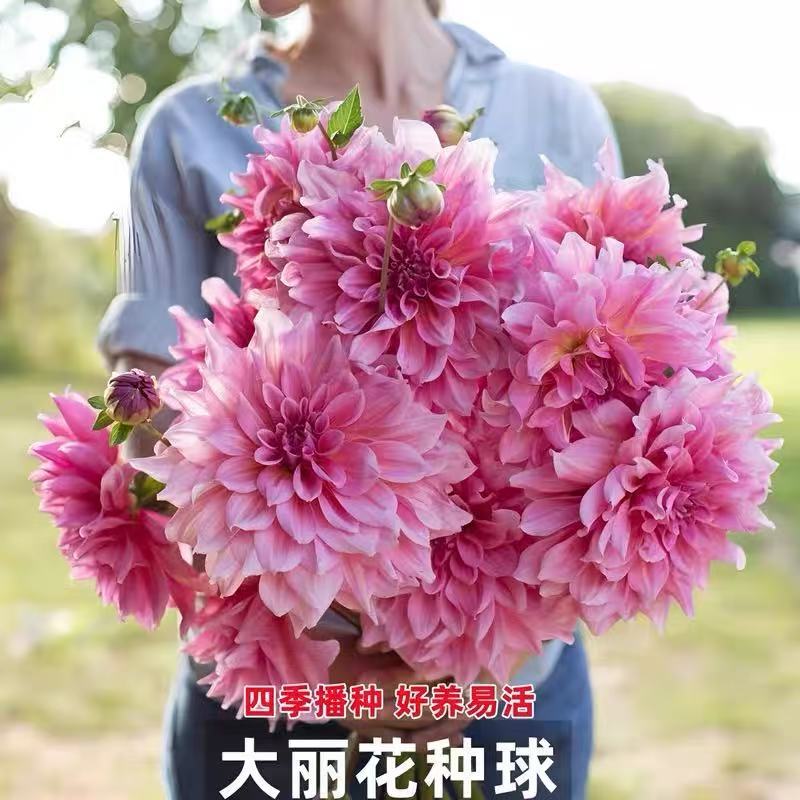 Dahlia Seed Ball Root Dahlia Giant Flower Imported Milk Cof