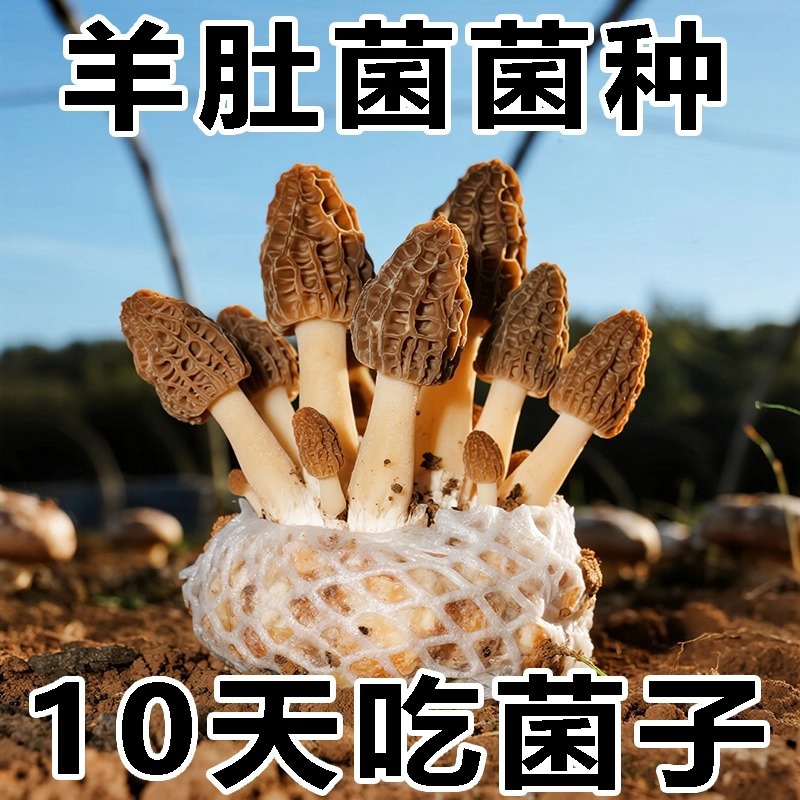 羊肚菌菌包不出包赔高产母种蘑菇菌种速产食用菌菌包阳台盆栽种植