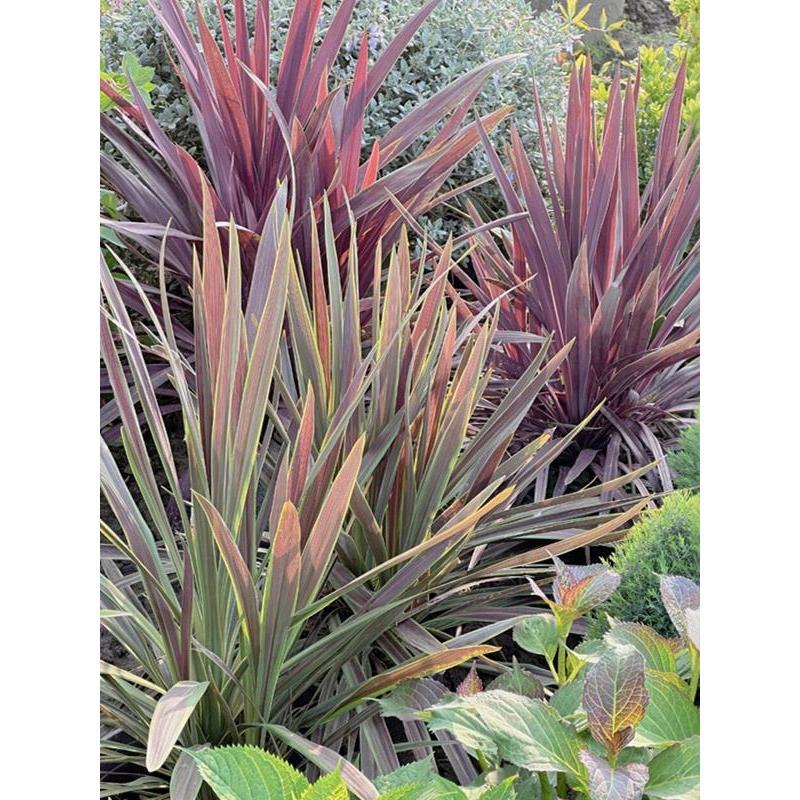 Australian red banana, giant potted plant seedlings, courty
