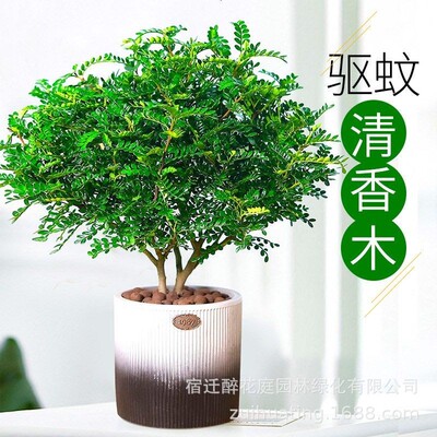 Wooden and green plant pots, indoor plants, pepper trees, o