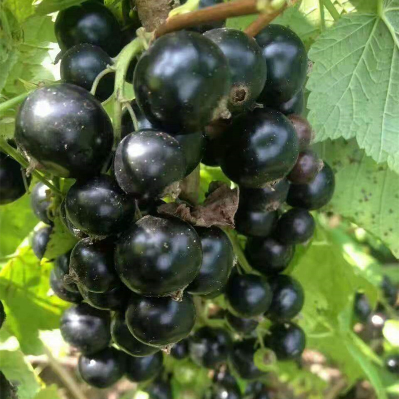 Wholesale of 2-year black currant seedlings in the base, po
