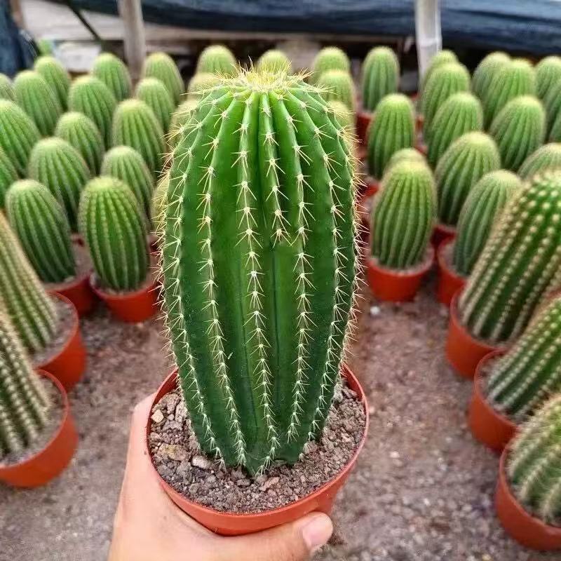 Da Feng Long Xian Ren Zhu succulent plant Lao Zhu Xian Ren