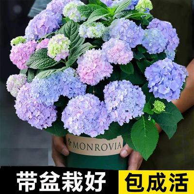 绣球花苗植物无尽夏盆栽花卉植物室内易养活开花好养的花四季不断