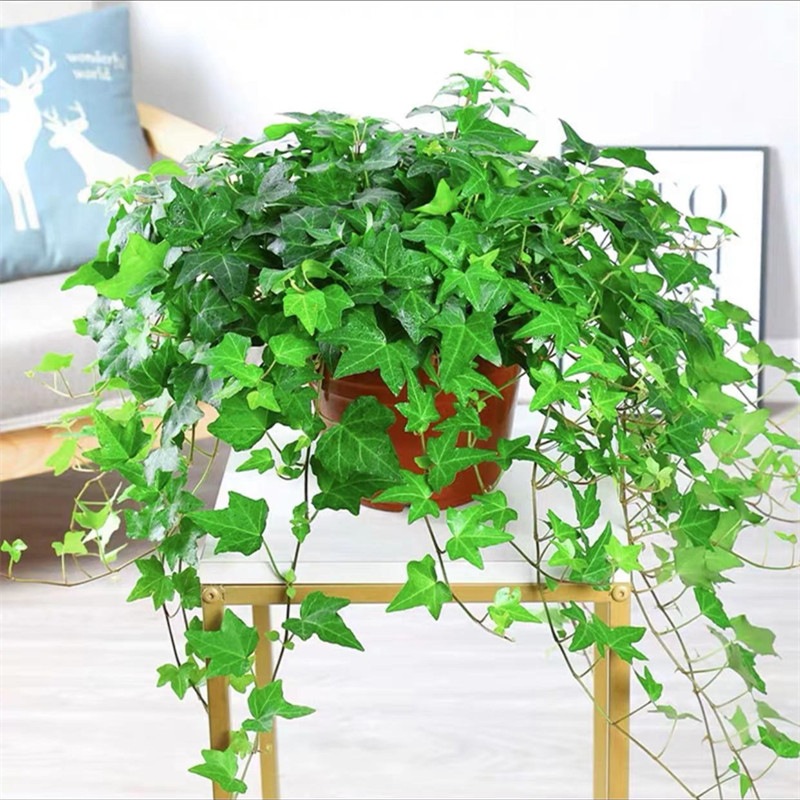 Four season ivy, green plants, potted plants, hydroponic pl
