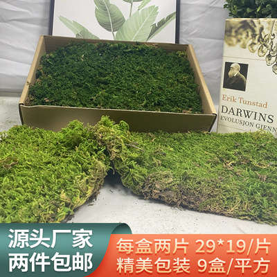 大灰藓永生苔藓植被藓仿真植物墙背景墙苔藓墙永生花材假苔藓