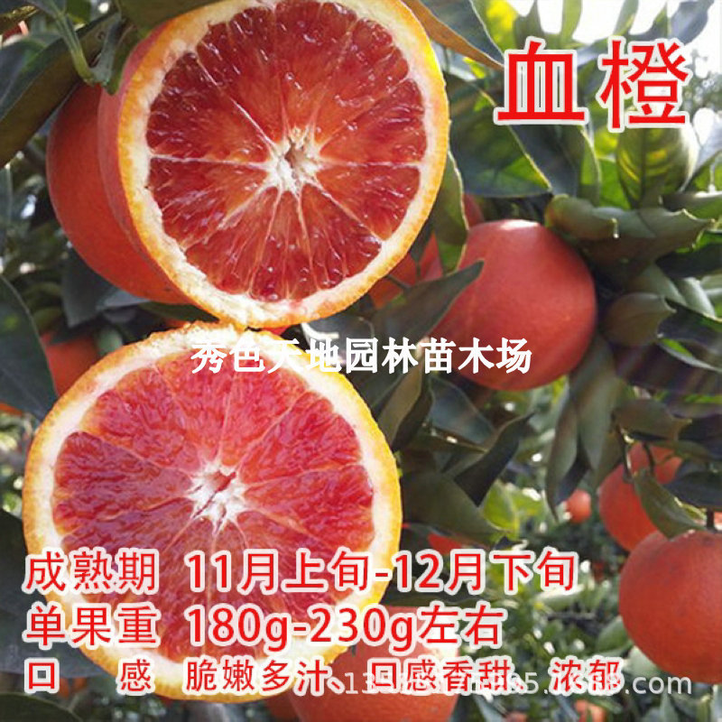 New variety of seedless navel orange grafted with orange se