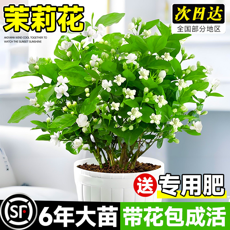 Jasmine flower pot planting with flower buds, old stakes, y