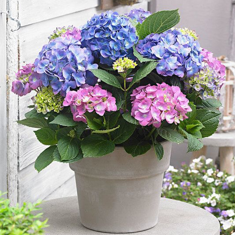 Hydrangea seedlings, endless summer flowers, easy to care f