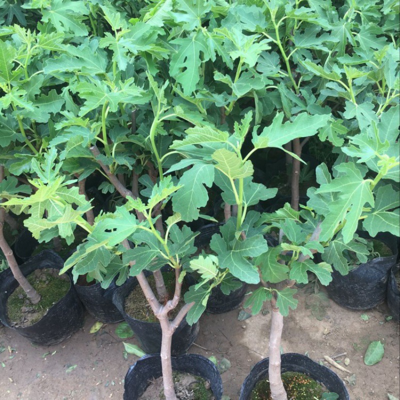 斯特拉金傲芬美利亚波姬红无花果树苗无花果盆栽南北方当年结果