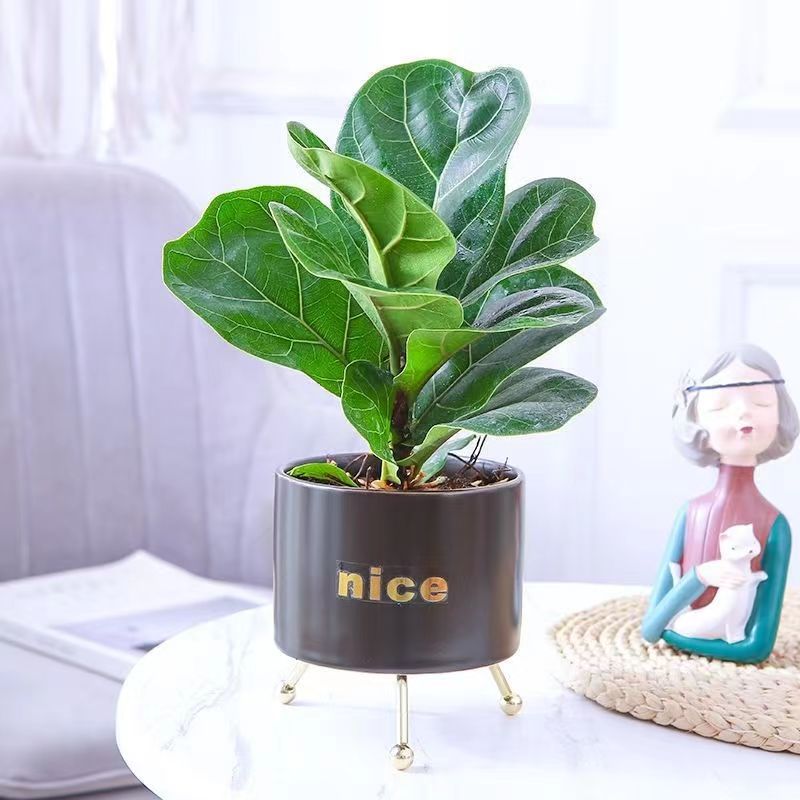 Indoor potted plants, big leafed fiddle, Ficus microcarpa,