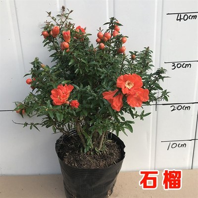 石榴花盆栽c观赏果树苗室内盆景四季开花植物室外庭院阳台绿植花