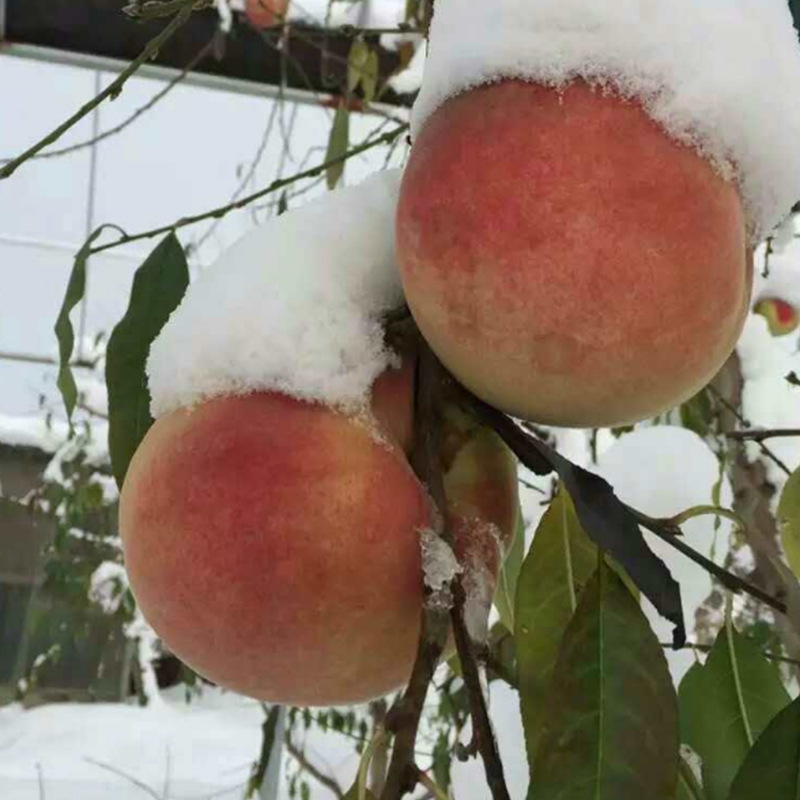 A new variety of winter peach, Aoxue, winter peach, snow pe