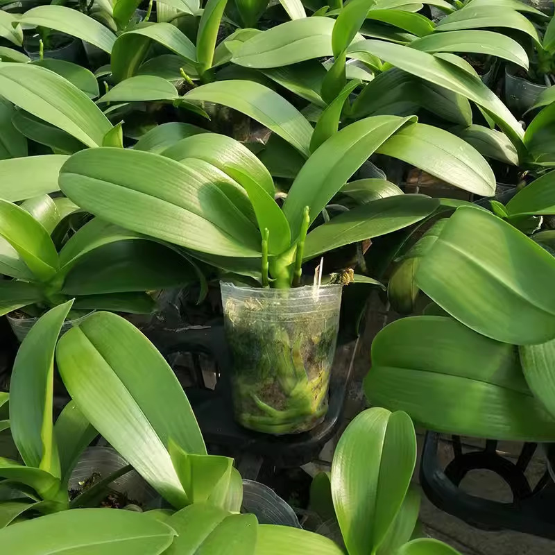 Double Flower Sword Butterfly Potted Flowers Large Seedling