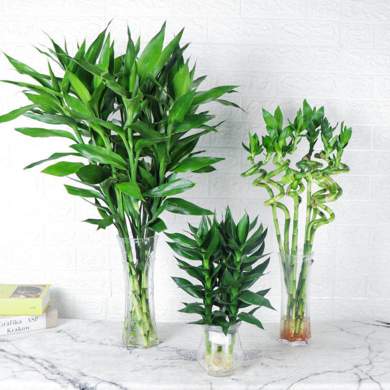 Dracaena sanderiana hydroponic plants potted flowers green