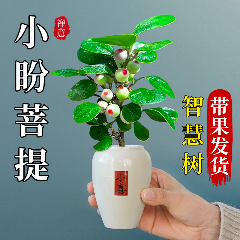 Xiaopan Bodhi bonsai with fruit bonsai, old stump green pla