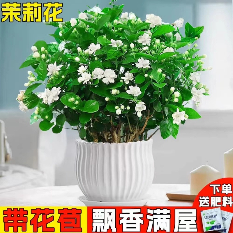 Indoor Jasmine Seedlings Potted with Mosquito Repellent Wat